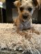Morkie Puppies for sale in Anoka, MN, USA. price: $375