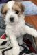 Morkie Puppies for sale in Camarillo, CA, USA. price: $2,000