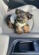 Morkie Puppies for sale in West Deptford, NJ, USA. price: $1,500