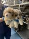 Morkie Puppies for sale in Orlando, FL, USA. price: $750