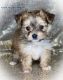 Morkie Puppies for sale in Baxter Springs, KS 66713, USA. price: $2,000