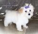 Morkie Puppies for sale in Baxter Springs, KS 66713, USA. price: $1,800