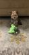 Morkie Puppies for sale in Orlando, FL, USA. price: $3,000