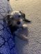 Morkie Puppies for sale in Tulsa, OK 74137, USA. price: $400