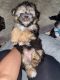 Morkie Puppies for sale in Plant City, FL, USA. price: $1,495