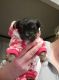 Morkie Puppies for sale in Norridge, IL, USA. price: $1,650