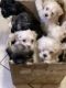 Morkie Puppies for sale in Markham, IL, USA. price: $1,000