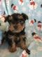 Morkie Puppies for sale in Louisburg, NC 27549, USA. price: $1,200