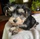 Morkie Puppies for sale in Forest City, NC 28043, USA. price: NA