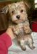 Morkie Puppies for sale in Boston, MA, USA. price: $1,400