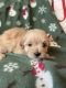 Morkie Puppies for sale in Fayetteville, NC, USA. price: NA