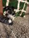 Morkie Puppies for sale in Winder, GA 30680, USA. price: $1,500