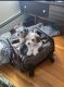 Morkie Puppies for sale in Boston, MA, USA. price: $2,000