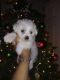 Morkie Puppies for sale in Memphis, TN 38127, USA. price: $1,900
