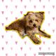 Morkie Puppies for sale in Jacksonville, FL, USA. price: $1,300