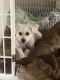 Morkie Puppies for sale in Middletown Township, NJ, USA. price: $2,000