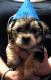 Morkie Puppies for sale in Round Mountain, TX 78663, USA. price: $1,200
