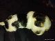 Morkie Puppies for sale in Round Mountain, TX 78663, USA. price: $1,500