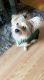 Morkie Puppies for sale in Lancaster, PA 17603, USA. price: $500
