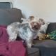 Morkie Puppies for sale in Niles, OH 44446, USA. price: NA