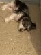 Morkie Puppies for sale in New York, NY, USA. price: $800