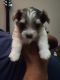 Morkie Puppies for sale in Southfield, MI, USA. price: NA
