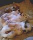 Morkie Puppies for sale in Worcester, MA, USA. price: $2,000