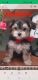 Morkie Puppies for sale in Anderson, IN, USA. price: NA