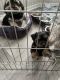 Morkie Puppies for sale in Chesapeake, VA 23321, USA. price: $1,500