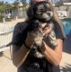 Morkie Puppies for sale in Peoria, AZ, USA. price: $800