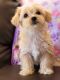 Morkie Puppies for sale in Nashville, TN, USA. price: $2,000