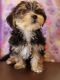 Morkie Puppies for sale in Nashville, TN, USA. price: $2,400