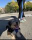 Morkie Puppies for sale in New York, NY, USA. price: $1,500