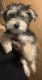 Morkie Puppies for sale in St Marks Ave, Brooklyn, NY, USA. price: $1,200