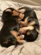 Morkie Puppies for sale in Cleveland, OH, USA. price: $3,000