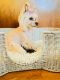 Morkie Puppies for sale in Willingboro, NJ, USA. price: $900