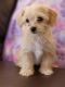 Morkie Puppies for sale in Nashville, TN, USA. price: $1,450