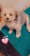 Morkie Puppies for sale in Brooklyn, NY, USA. price: $800