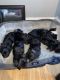 Morkie Puppies for sale in Philadelphia, PA, USA. price: $1,600
