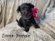 Morkie Puppies for sale in Marion, IN 46952, USA. price: $900