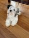Morkie Puppies for sale in West Columbia, SC 29169, USA. price: $250