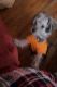 Morkie Puppies for sale in Mt Pocono, PA 18344, USA. price: $400