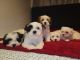 Morkie Puppies for sale in North Plainfield, NJ, USA. price: $1,500