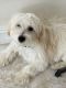 Morkie Puppies for sale in Boca Raton, FL, USA. price: $500