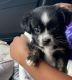 Morkie Puppies for sale in Tampa, FL, USA. price: $1,500