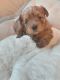 Morkie Puppies for sale in Kings Mountain, KY 40442, USA. price: $1,000