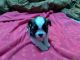 Morkie Puppies for sale in Celina, TX 75009, USA. price: $1,100