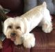 Morkie Puppies for sale in Port Matilda, PA 16870, USA. price: $500