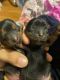 Morkie Puppies for sale in Winterville, NC, USA. price: NA