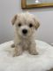 Morkie Puppies for sale in Inman, SC 29349, USA. price: $1,100